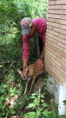 Trapped Fawn Rescued from Tight Fence