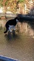 Oreo the Cat Tries to Catch Fish under the Ice