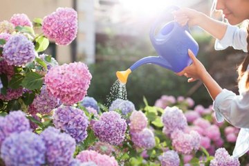 5 Mistakes You Should Never Make with Your Hydrangeas