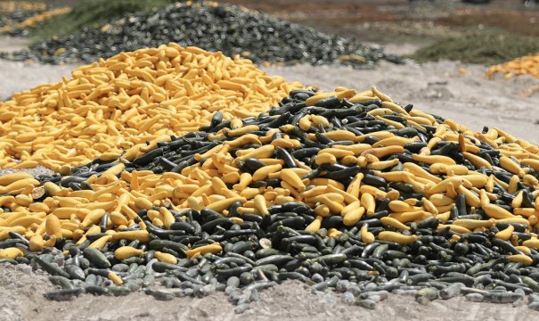 Millions of Pounds of Milk & Vegetables Are Being Wasted during the Coronavirus Outbreak—Here's Why