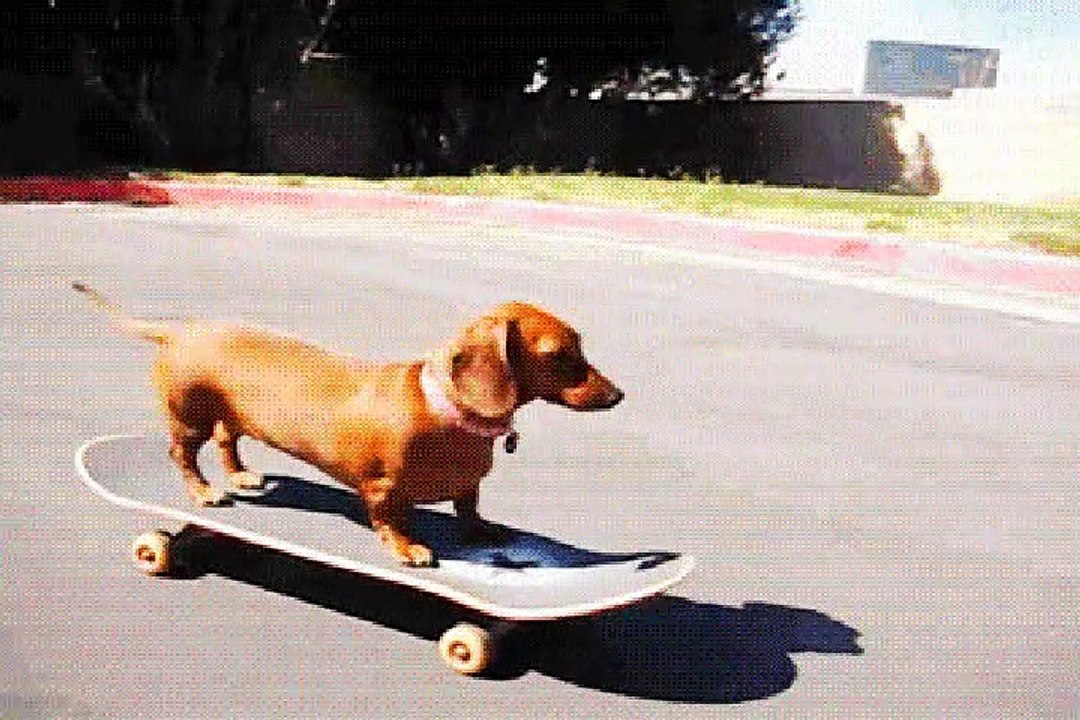 MVGEN: Baha Men  : Who Let The Dogs Out