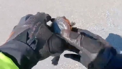 Kind Motorcyclist Rescues Turtle From Street