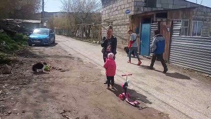 Territorial Cat Drives Dog Away