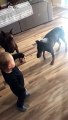 Toddler Teaches Dogs to Sit