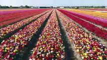 Beautiful Hyacinths and Tulips Bloom in Holland