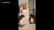 Golden retrievers go to battle over tiny golden retriever toy