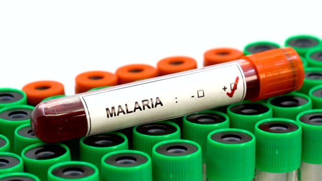 Researchers Find Microbe That May Stop The Spread of Malaria