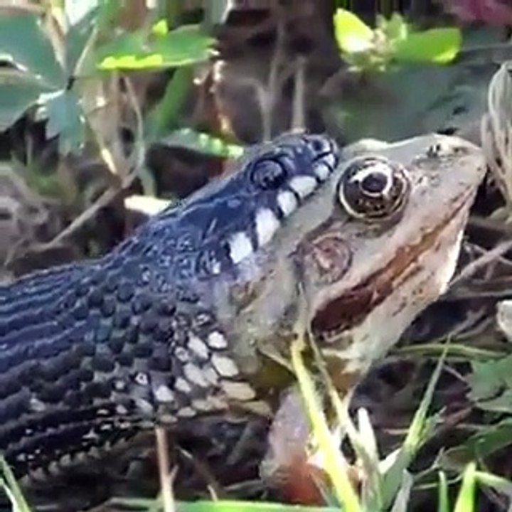 Snake eating frog