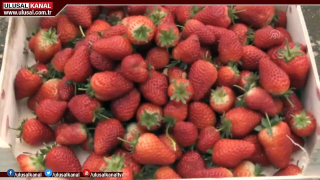 Samsun ve Ordu'da çilek hasadında yüksek rekolte bekleniyor