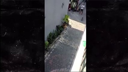 قرد على دراجة يحاول -خطف- طفل.. وفيديو يوثق الواقعة