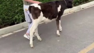 Rigoberto Uran paseando con su Vaca en plena cuarentena