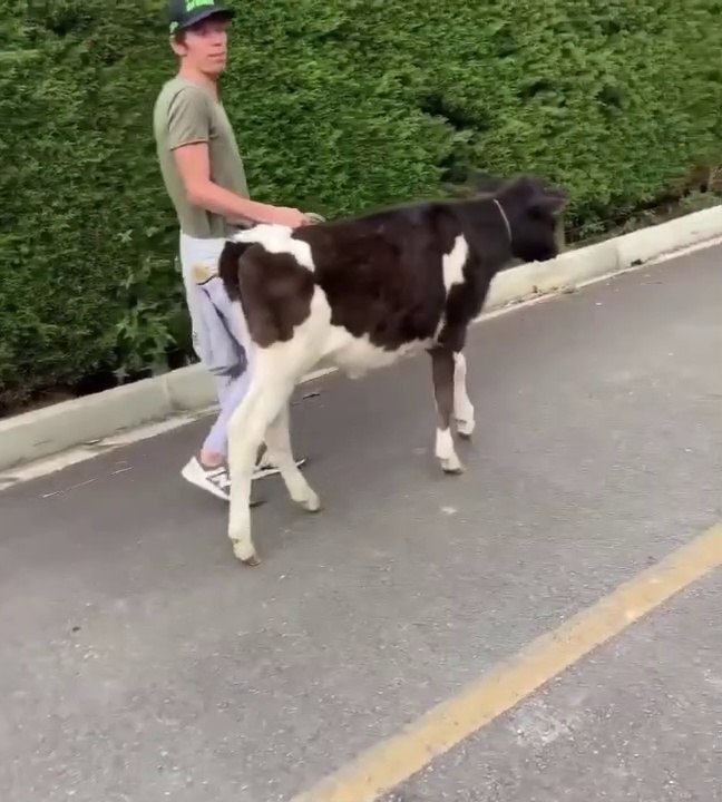 Rigoberto Uran paseando con su Vaca en plena cuarentena