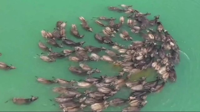 Hundreds of buffaloes swim across river in China’s southwestern province of Sichuan