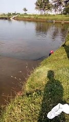 Panen Udang Vaname di Sindangbarang Cianjur part 2