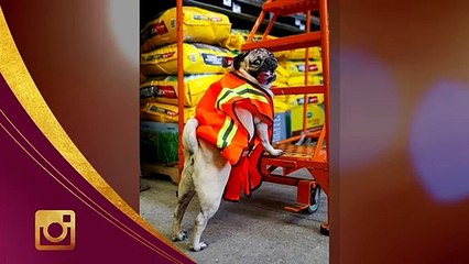 The Beverly Hills Dog Show Olivia Culpo with Maria Menounos