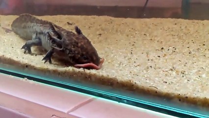 AJOLOTE COMIENDO EN CAMARA LENTA.
