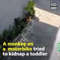 فيديو مُرعب لقرد يحاول خطف طفل بدراجته