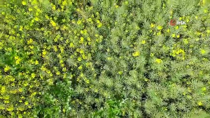 Kanola bahçeleri kartpostallık görüntüler oluşturdu