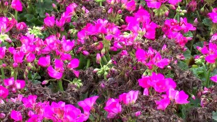 İtalya ve İspanya'nın üretemediği çiçek, Antalya'dan gidecek