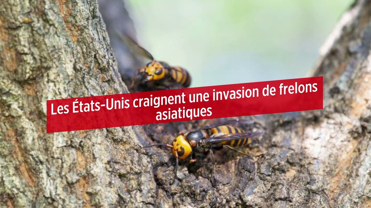 Les États-Unis craignent une invasion de frelons asiatiques