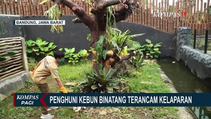 Kebon Binatang Ikut Terdampak Corona, Binatang Terancam Kelaparan