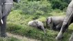 Two playful baby elephants engage in wrestling match as herd grazes in South Africa