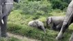 Two playful baby elephants engage in wrestling match as herd grazes in South Africa