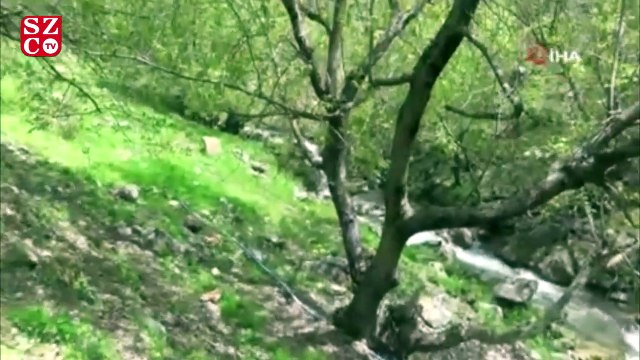 Nesli tükenmekte olan onlarca benekli semender ölü bulundu