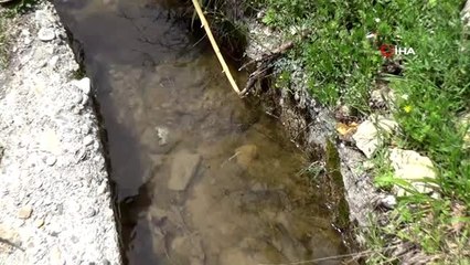 Nesli tükenmekte olan onlarca benekli semender ölü bulundu