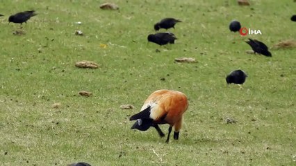 Nesli tükenme tehlikesi altında olan turnalar, Ekşisu Sazlığında görüntülendi