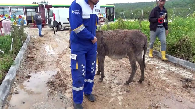 O eşeğe koruma... Yanında yavrusu köpeklere parçalatılan eşek yeni yuvasına yerleştirildi