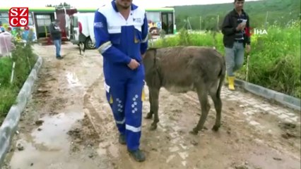 Yavrusu köpeklere parçalatılan eşeğe yeni yuva