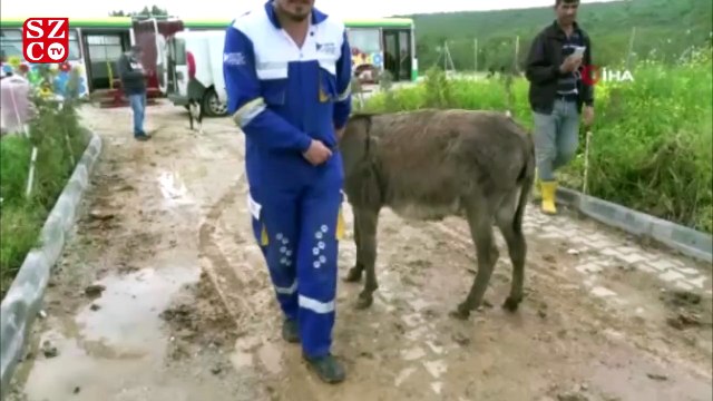 Yavrusu köpeklere parçalatılan eşeğe yeni yuva