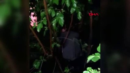 Kumar baskınında yakalanmamak için ağaca çıktı