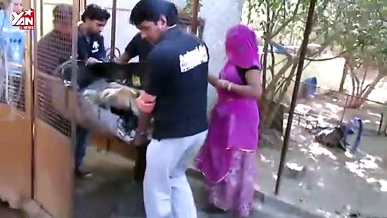 SAVE DA BOSS: Miệt mài cứu chú chó tưởng chừng như đã chết