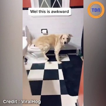Hilarant : ce chien a appris à faire ses besoins aux toilettes !