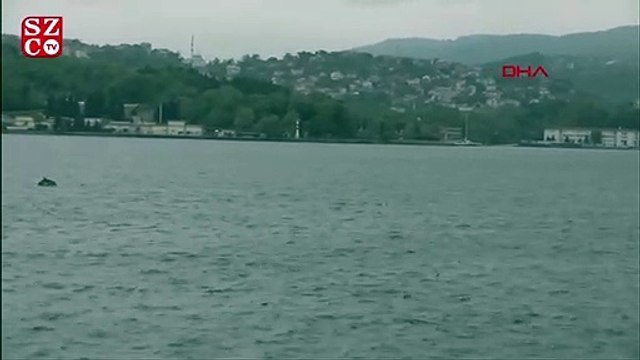 Tarabya Sahili'nde yunus sürüsü görsel şölen oluşturdu.
