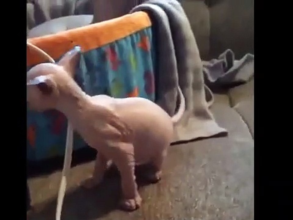 Most Cutest Kittens Video Compilation || Most Adorable Cutest Kittens Videos Compilation