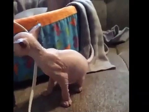 Most Cutest Kittens Video Compilation || Most Adorable Cutest Kittens Videos Compilation