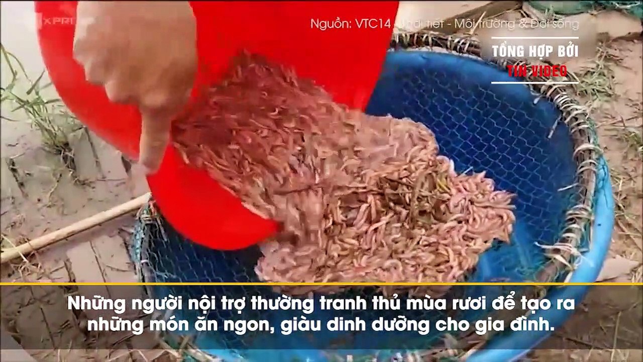 Không ai phủ nhận sự phong phú, đa dang màu sắc ẩm thực Việt Nam qua những món độc đáo từ hương vị