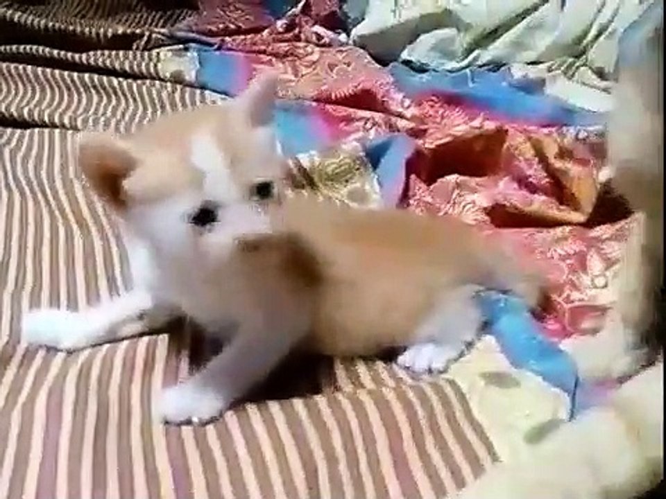 Most Cutest Kittens Video Compilation || Most Adorable Cutest Kittens Videos Compilation #03