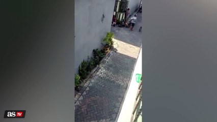 Un mono intenta raptar a una niña