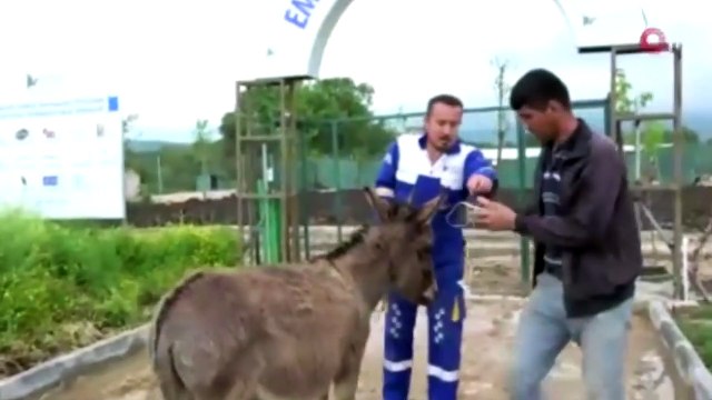 Yavrusu köpeklere parçalatılan anne eşek, yeni yuvasında...