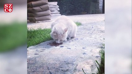 Nazan Öncel'den uyarı: Kedimizi, köpeğimizi sokağa atmayalım