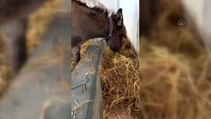 Ankara'da yavrusuna köpeklerin saldırtıldığı eşek tedavi ediliyor
