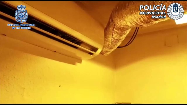 Desmantelada una plantación con 20 kilos de marihuana en Vallecas