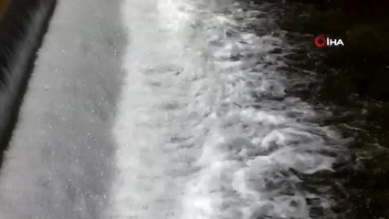 Balıklar yaşama tutunabilmek için tersine göç etmeye çalışıyor
