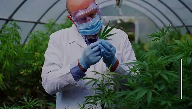 Cannabis Dispensary Costa Mesa | budbudbeyond.com | +1 949-205-8044