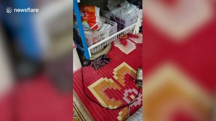 Thai villagers catch 14ft long king cobra hiding under bedroom shelves