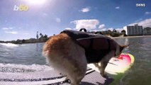 Hang Ten! Amazing Video Shows Dog Surfing World Champion Catching Waves